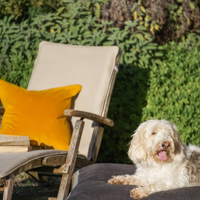 Designer dog beds, styled in an outdoor space.