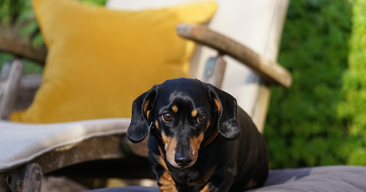 Custom-made luxury Boeboes dog bed being enjoyed by a puppy in the sun.