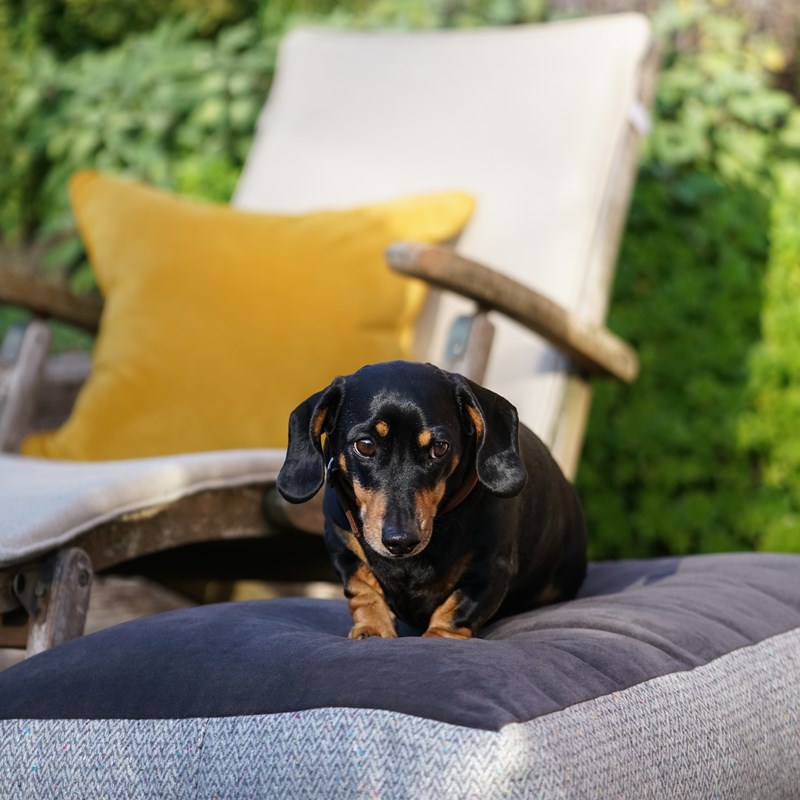 Dog beds with removable cover, placed in an outdoor area for comfort.