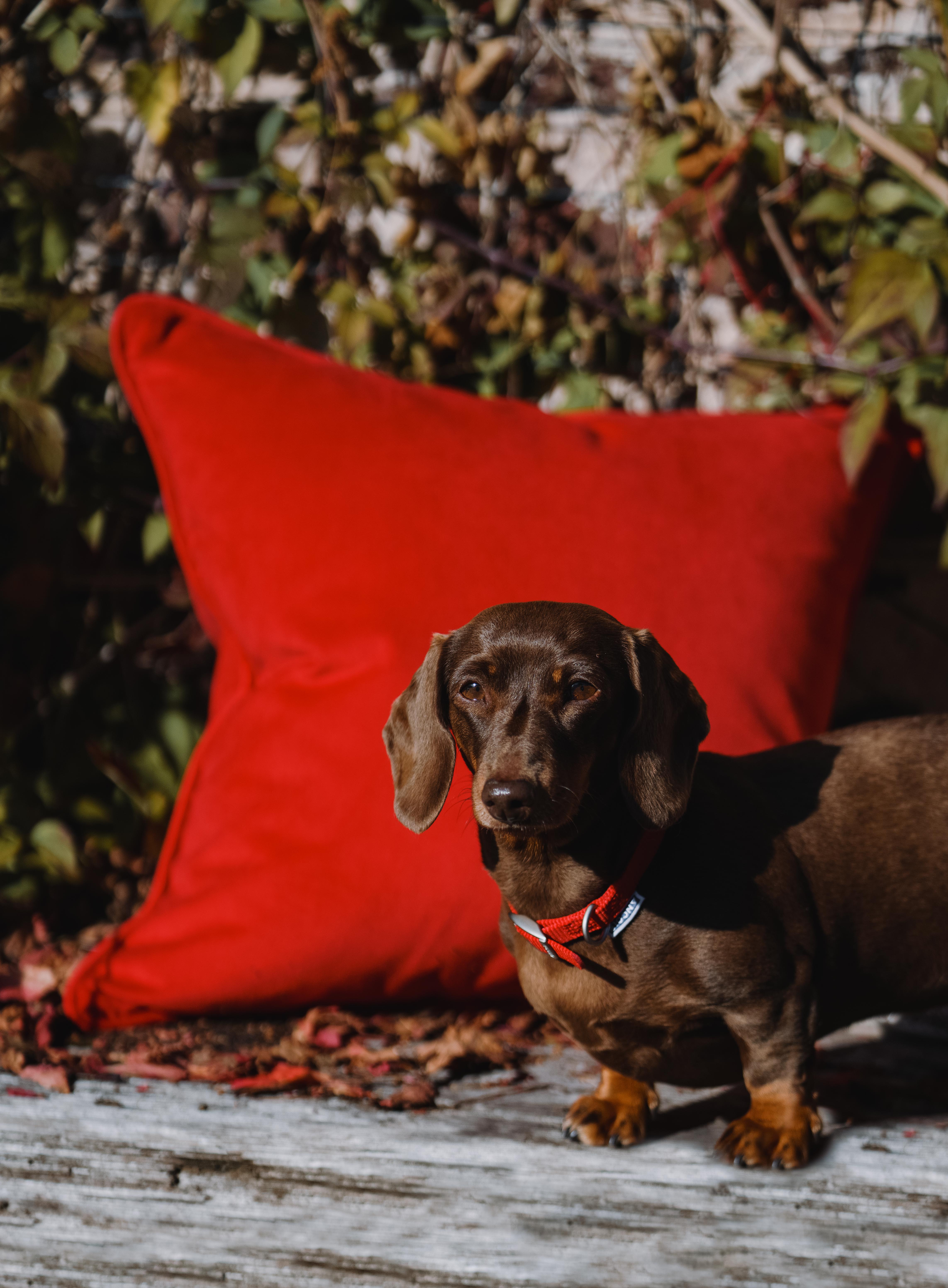 Soft and luxurious scatter cushions made in the heart of Pembrokeshire