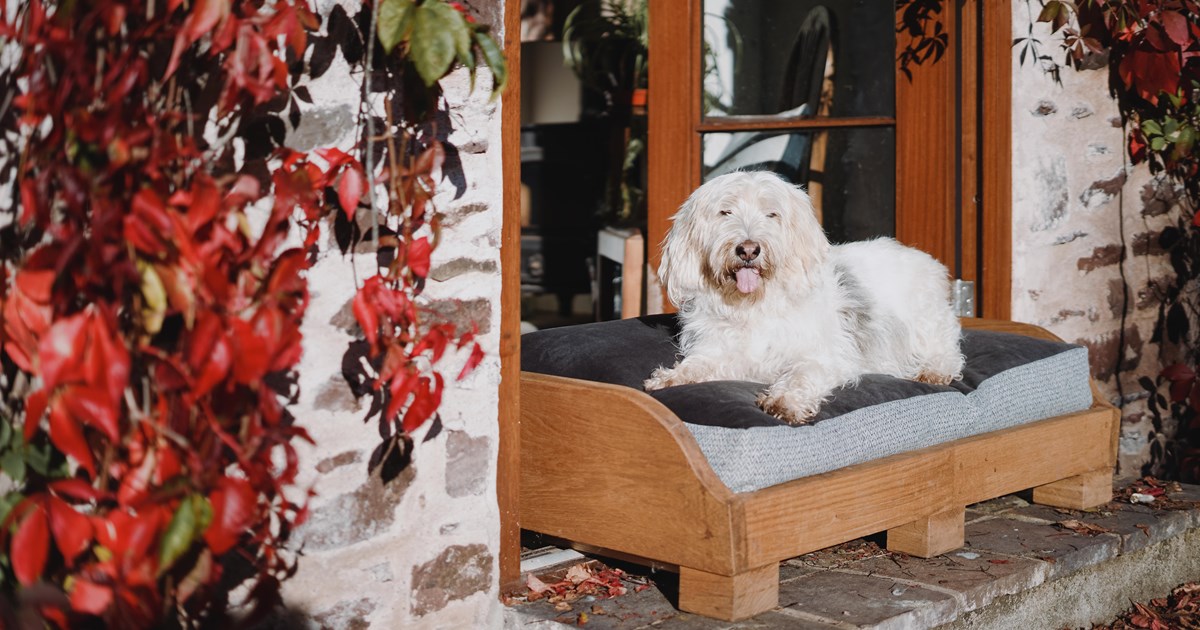 A dog lying on a luxury dog bed made by Boeboes.