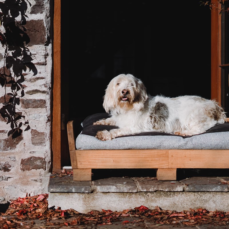 Luxury dog beds for all seasons of the year