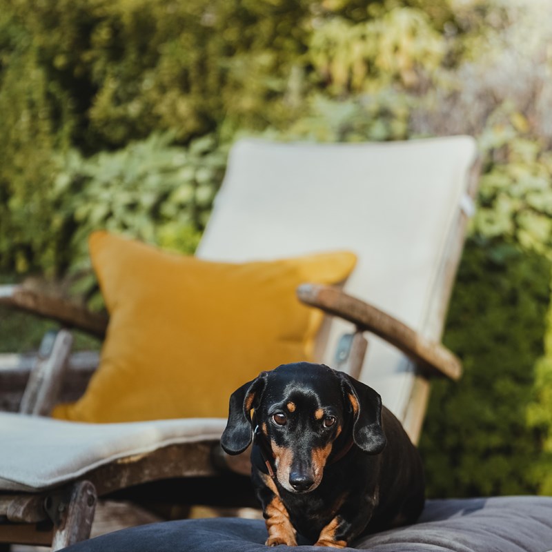 Sausage dog resting on a luxury handmade dog bed.