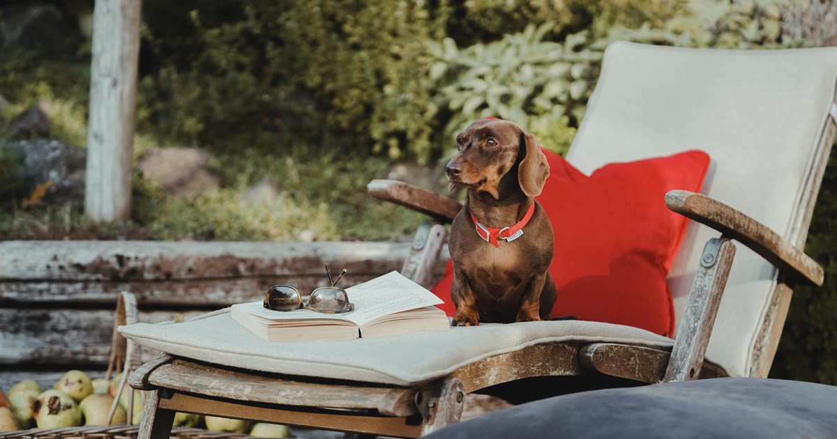 A sausage dog enjoying the outdoors, in need of a boeboes luxury dog bed for extra comfort.