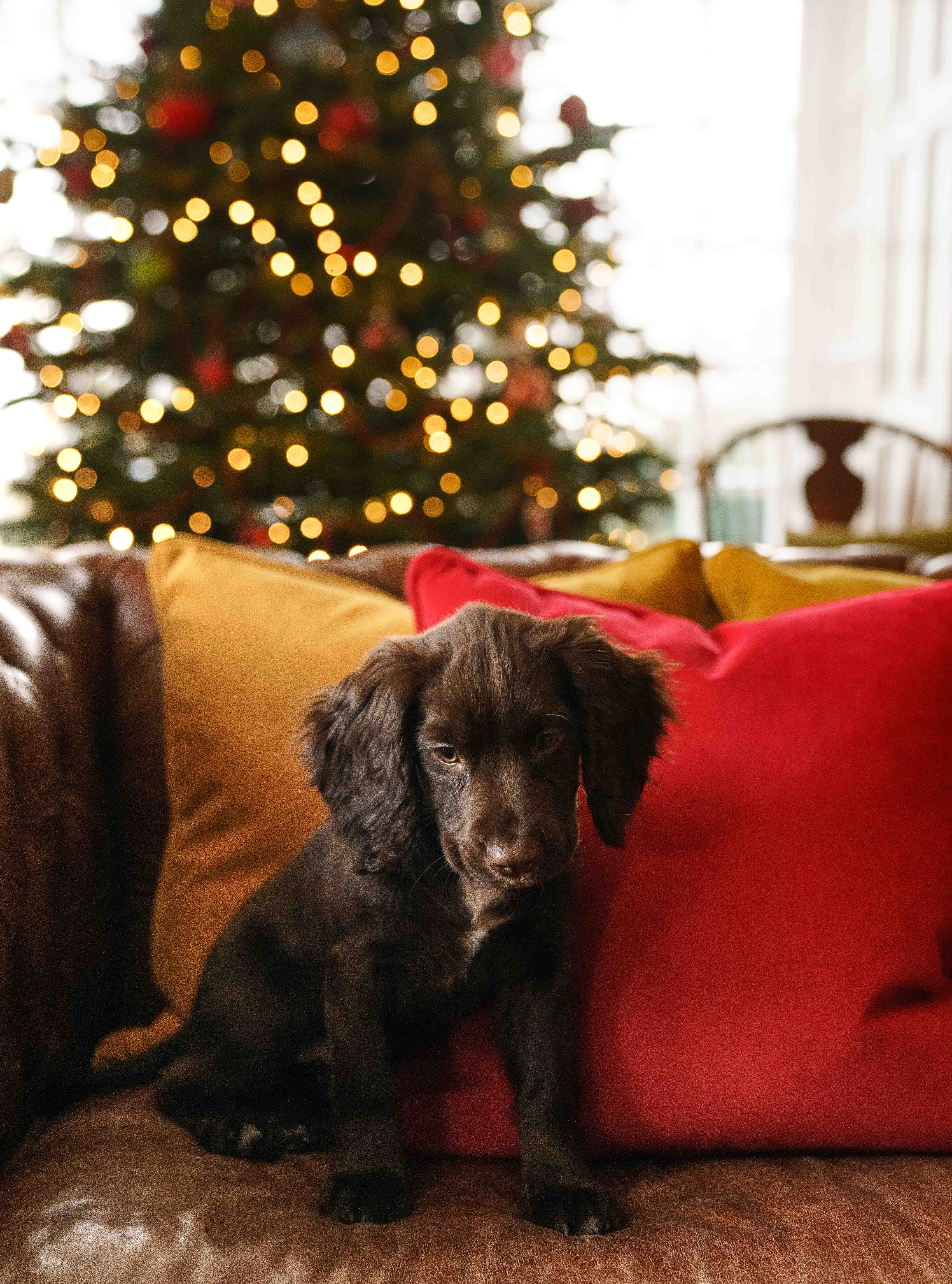 Christmas setting with a dog sitting in front of luxury cushions. 