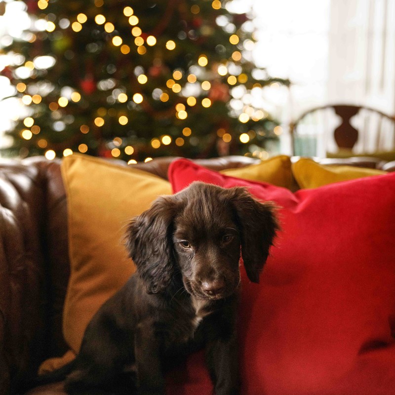 Christmas setting with a dog sitting in front of luxury cushions.