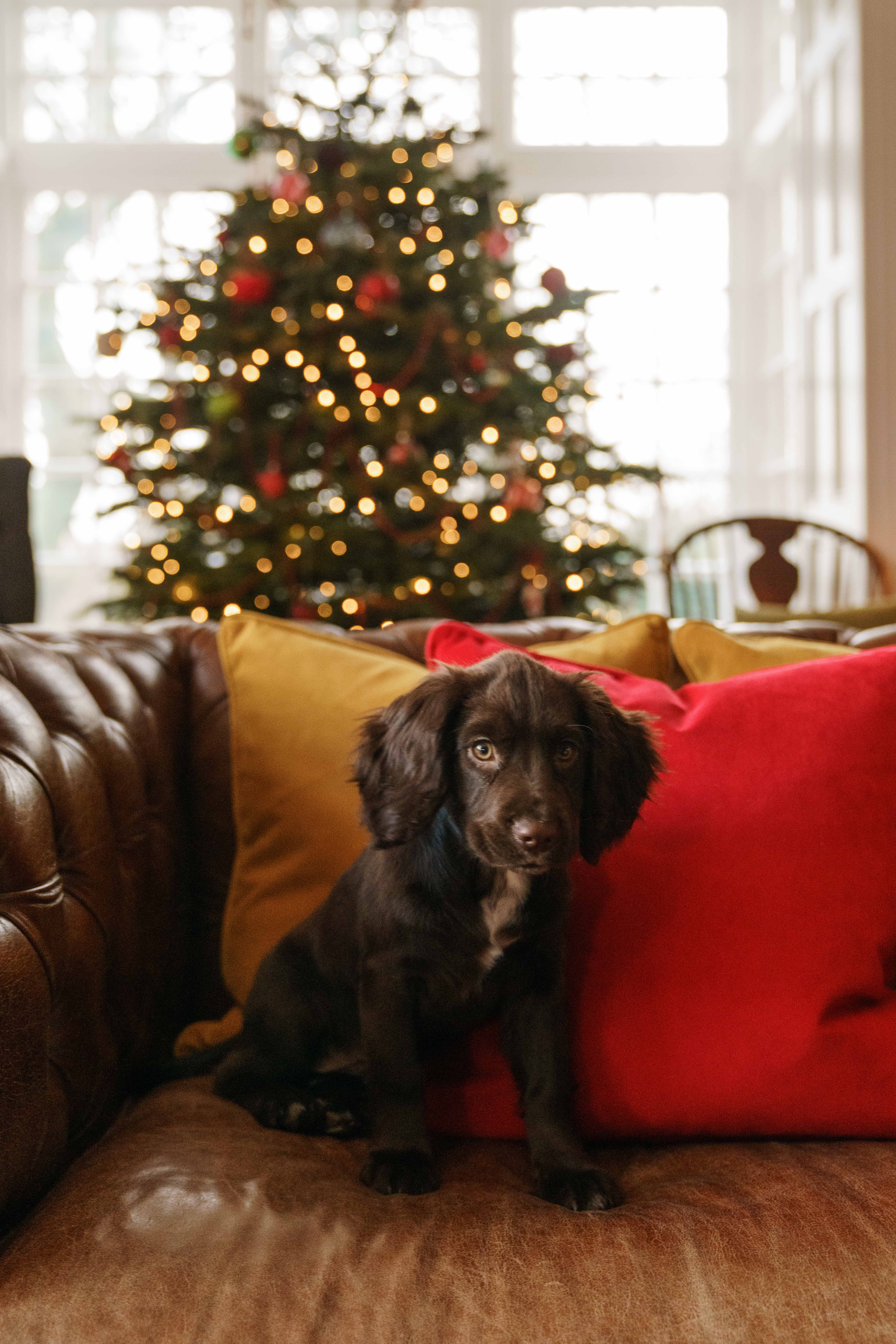 Luxury soft furnishings to match your christmas accessories 