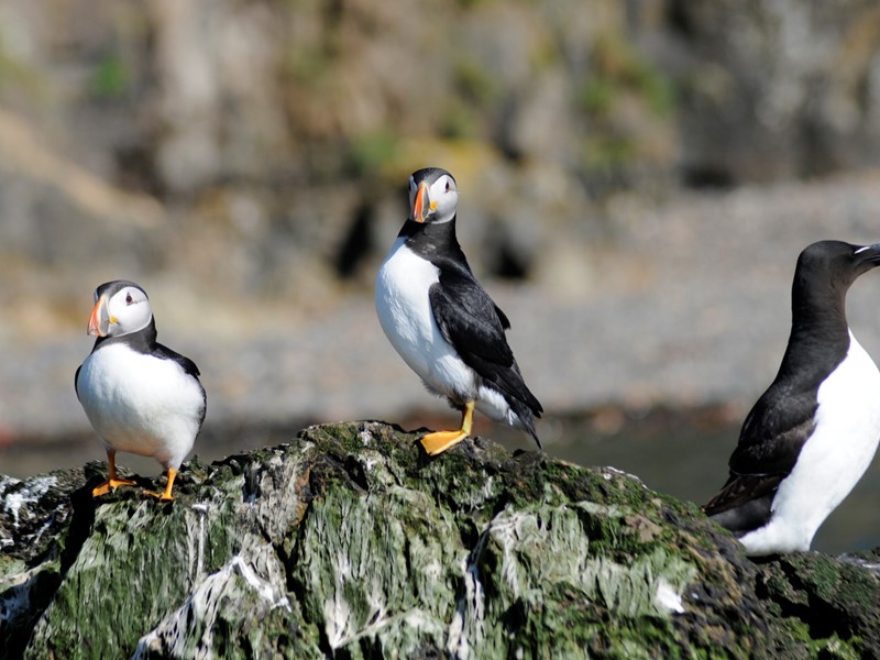 puffins, Sofa Throws, Roman Blinds, Luxury Soft Furnishings, Cushion Covers, Dog Beds, Boeboes